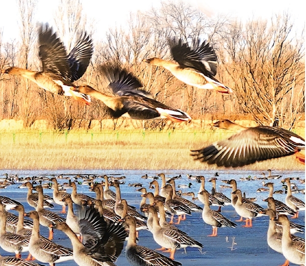 春秋两季,候鸟浩浩荡荡飞越野鸭湖。 春秋两季,候鸟浩浩荡荡飞越野鸭湖。