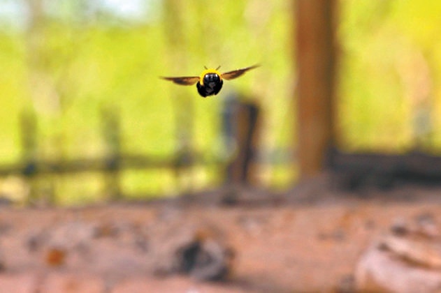 城市绿心森林公园内,接近昆虫旅馆的木匠蜂。 城市绿心森林公园内,接近昆虫旅馆的木匠蜂。