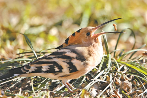 一只戴胜正在觅食。 一只戴胜正在觅食。
