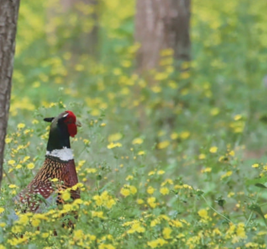 大运河森林公园里,一只环颈雉鸡悠然栖息。 大运河森林公园里,一只环颈雉鸡悠然栖息。