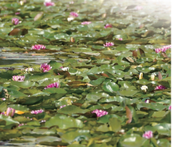 睡莲开满崔家窑湿地。 睡莲开满崔家窑湿地。