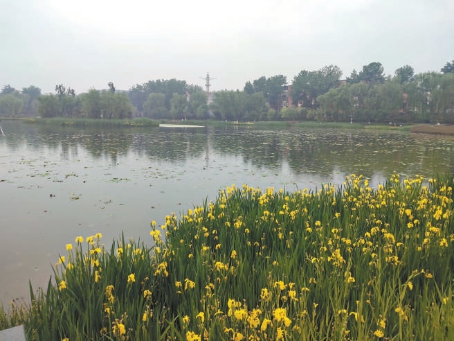 经过龙潭西湖调蓄池净化的雨水从黄色鸢尾花下边的排水口排进湖里。