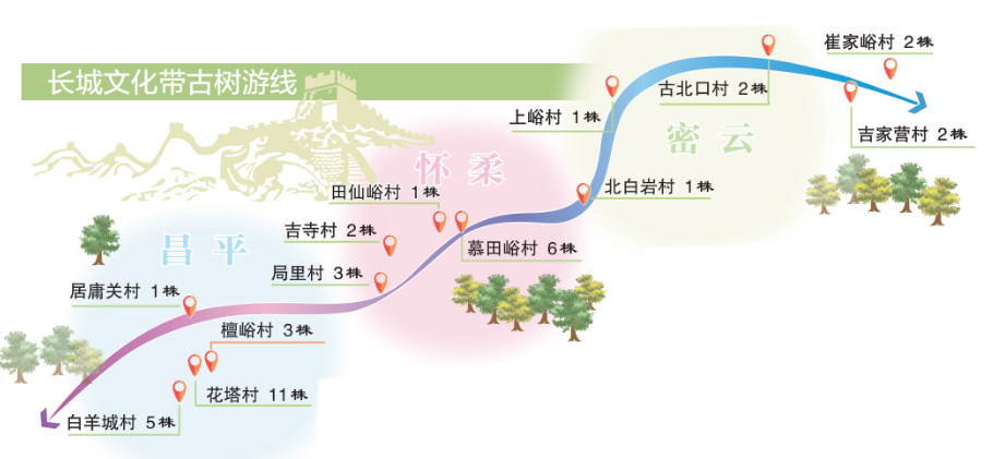 长城文化带古树主题游线