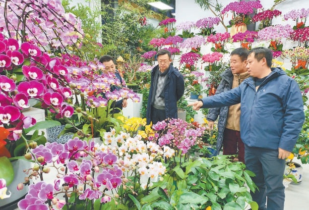 1月9日，市民在北京花卉交易市场精心挑选年宵花。