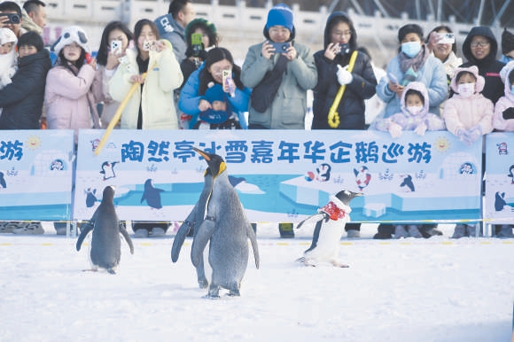 陶然亭公园南湖北岸的企鹅观赏区吸引了众多游客。