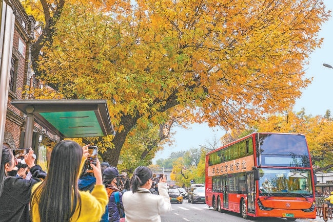 深秋的北京五四大街上,路旁的白蜡黄叶挂满枝头,引得市民游客驻足赏秋。 深秋的北京五四大街上,路旁的白蜡黄叶挂满枝头,引得市民游客驻足赏秋。