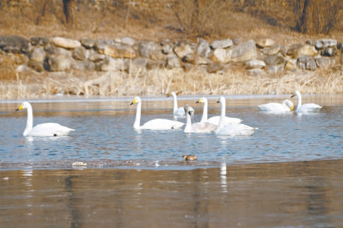 入冬后,九渡河镇四渡河村迎来了白天鹅。 入冬后,九渡河镇四渡河村迎来了白天鹅。
