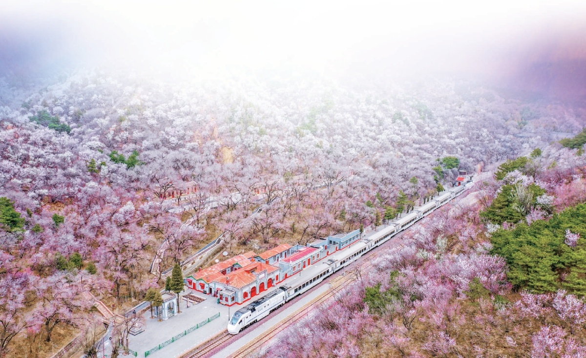 北京市郊铁路S2线，悠然穿梭在烂漫花海间，被花海包围的青龙桥车站，与山脊上蜿蜒的长城交相辉映。