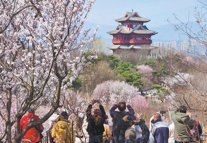 春光和煦，北京园博园桃花谷桃花次第绽放，迎来赏花潮。