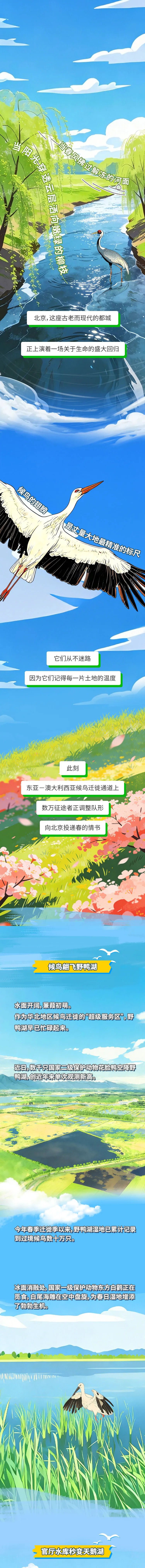 飞羽之下 | 沿着地球的弧线 它们如约而至