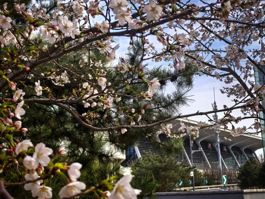 　清河站，桃花盛放枝头闹，迎春风情正姣好。