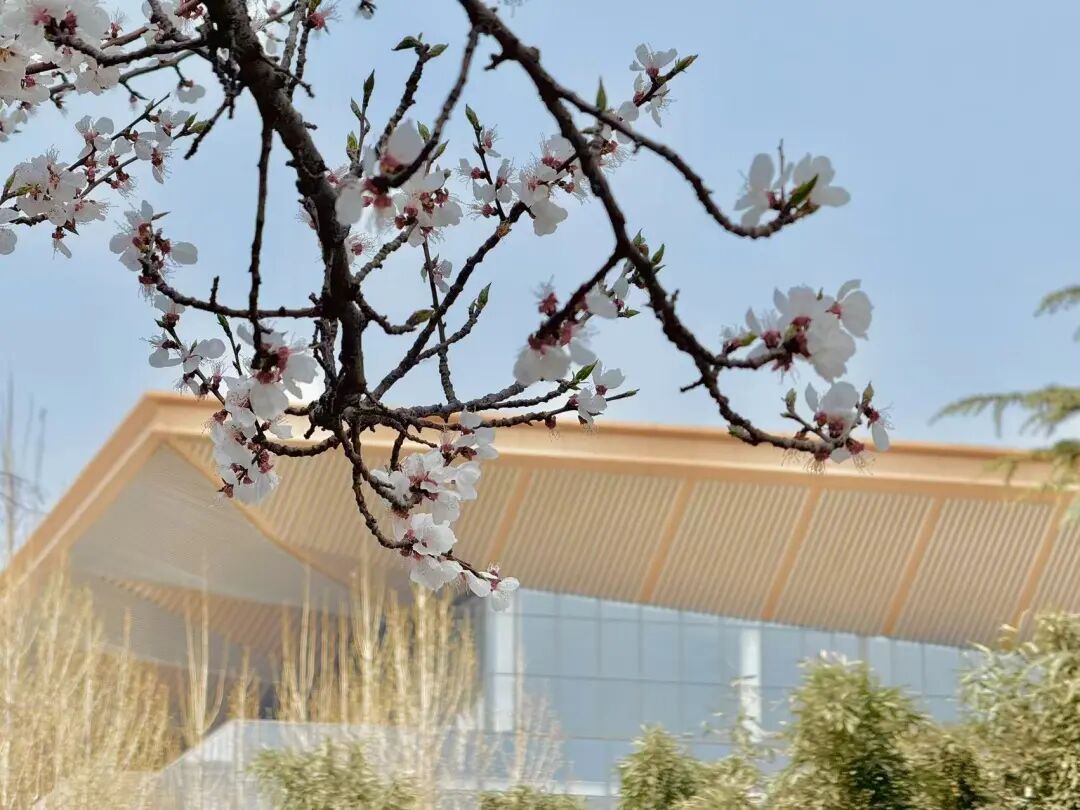 　北京朝阳站，风拂花枝轻摇曳，静赏春景韵无穷。