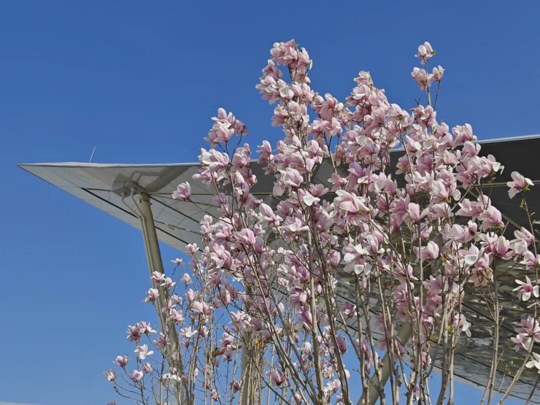 北京丰台站，紫玉盈枝韵意长，风光如画入诗章。