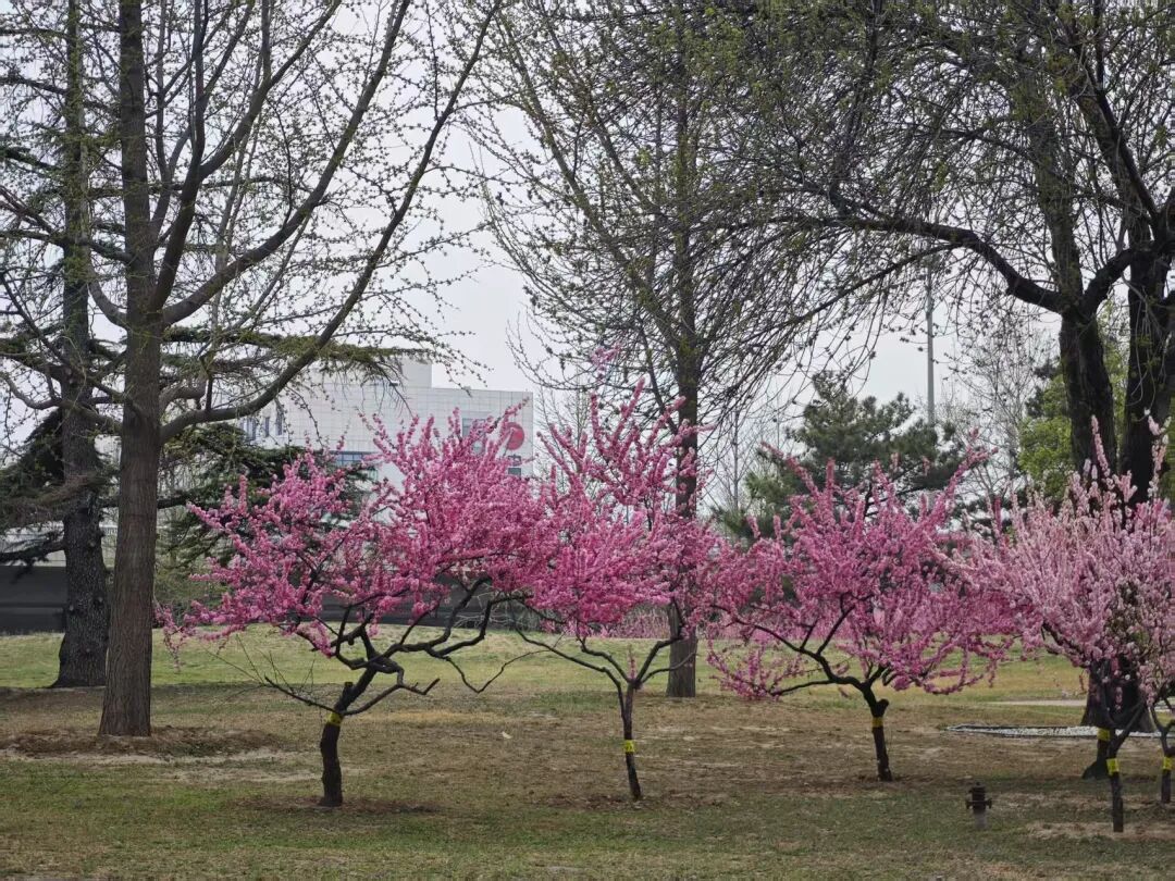 北京首都国际机场，闲步寻芳趣，春意在眼前。