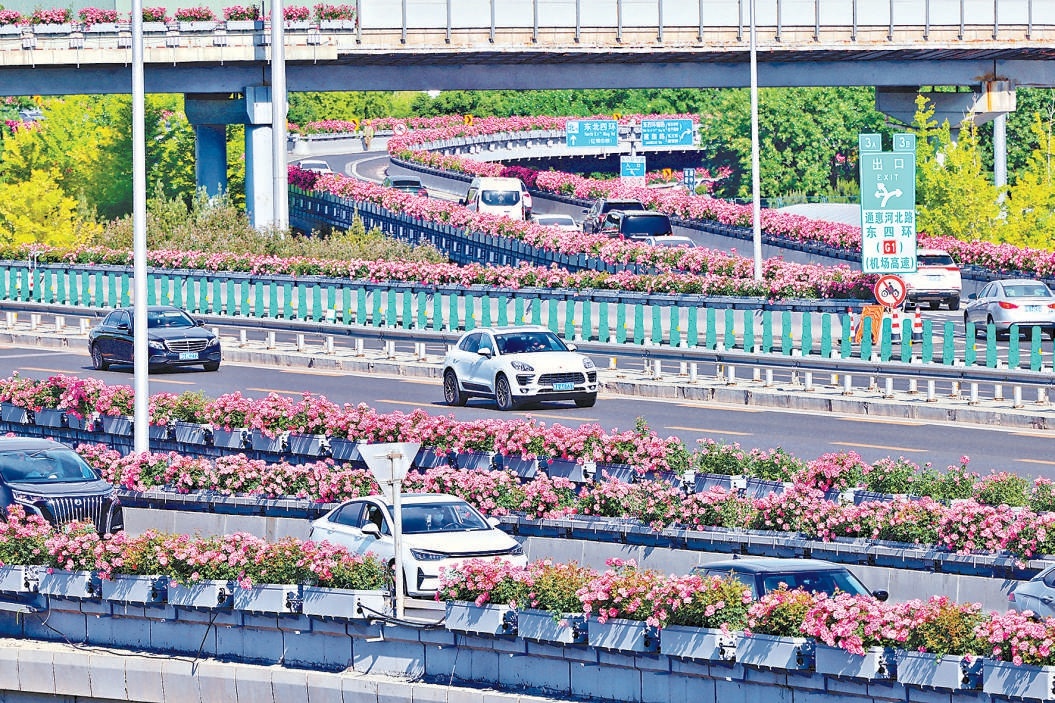 四惠桥绵延数公里的月季花进入盛花期。
