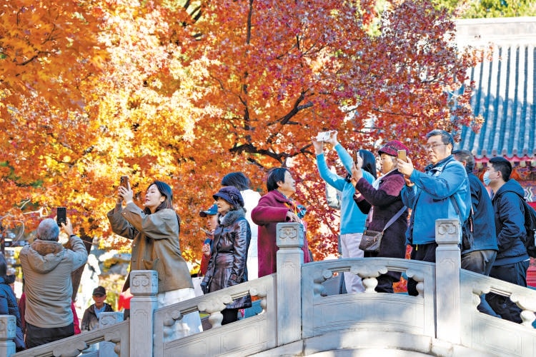 据香山公园红叶物候观测小组监测，目前园内彩叶植物变色率已达75%-85%，形成以红、黄、橙为主色调的立体秋色景观，吸引了众多市民游客前来打卡留念。