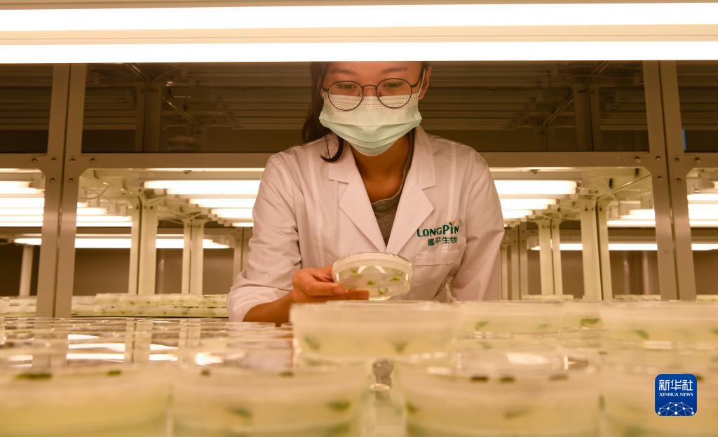 在海南省三亚市崖州湾科技城的崖州湾种子实验室，隆平生物技术公司科研人员在开展科研工作（2021年11月25日摄）。（杨冠宇 摄）