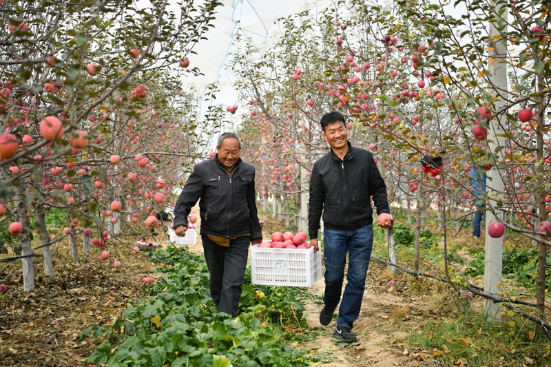 延陕西安市安塞区高桥镇南沟村的果农在果园采摘苹果（2022年10月27日摄）。