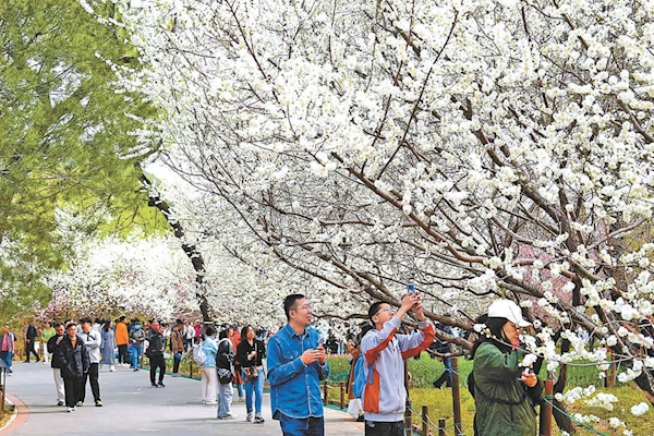 清明假期，国家植物园迎来众多游客踏青赏花。