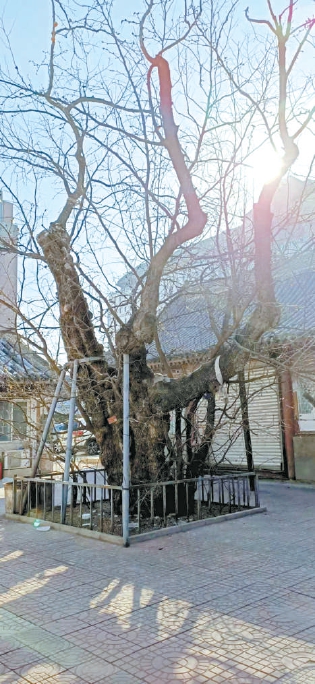 当年，革命先驱李大钊就是在这棵古枣树下，与蒙藏学校的进步青年们促膝谈心。