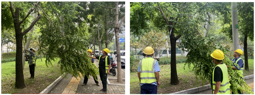 道路两侧清理倒伏树木作业中