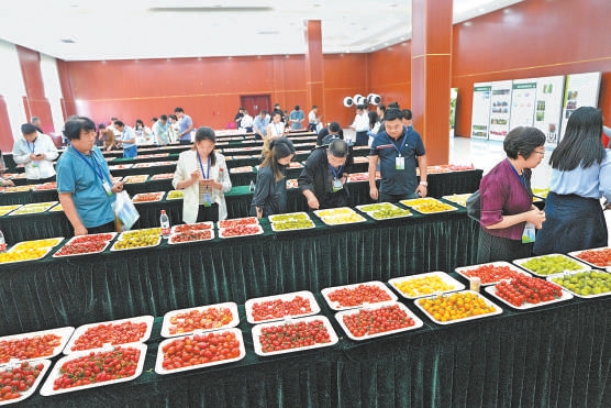 擂台赛活动现场进行蔬菜品种展示。