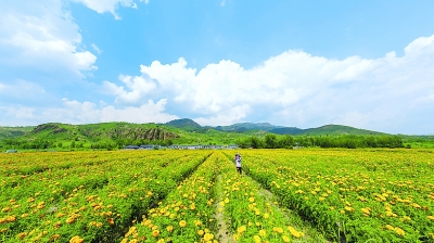 种植万寿菊 致富奔小康