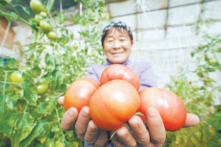 加快建设环京绿色蔬菜供应基地 滦平果蔬四季不断供京津