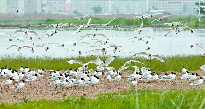 成群遗鸥在河北省康保县康巴诺尔国家湿地公园觅食、飞翔。