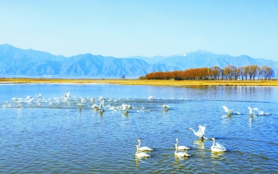 天鹅戏水生态美