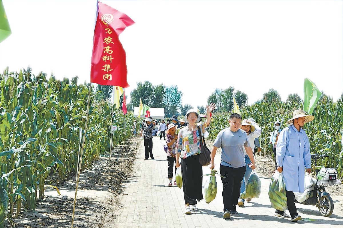 鲜食玉米节上，市民到田间体验玉米收获。