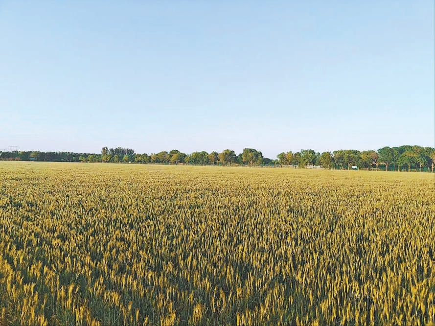 2024年5月拍摄的中国农业大学北京通州实验站果村示范田。