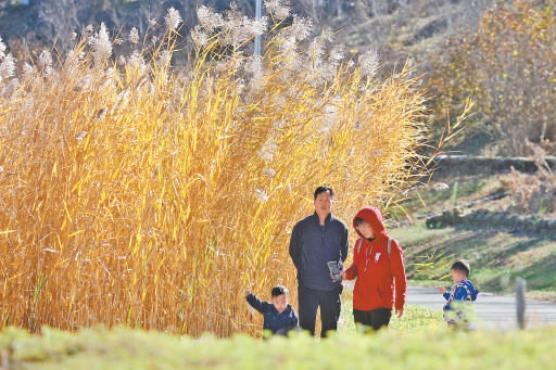 宋庄蓄滞洪区二期近日开放,浓郁秋色引游客流连。 宋庄蓄滞洪区二期近日开放,浓郁秋色引游客流连。