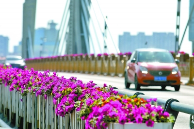 近日，副中心主要大街与桥梁间的护栏上，一个个独立的花卉盆栽相连，组成一条条“花香大道”。