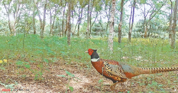 张家湾集体林场红外相机拍摄到的雉鸡。