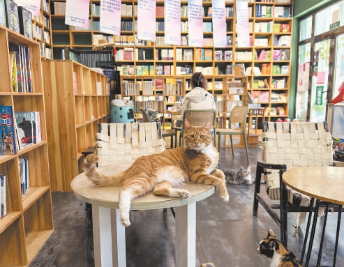 宋庄春风在书店内，猫咪很悠闲。