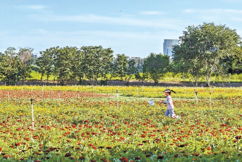 北京五中通州校区西侧花海。 北京五中通州校区西侧花海。