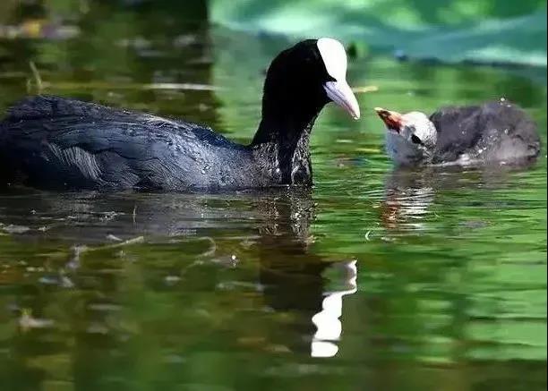 疏整促剪影丨变化天天见:水清岸明 鸟儿组团出道 疏整促剪影丨变化天天见:水清岸明 鸟儿组团出道