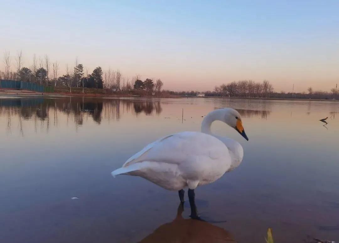 疏整促剪影丨变化天天见:水清岸明 鸟儿组团出道 疏整促剪影丨变化天天见:水清岸明 鸟儿组团出道