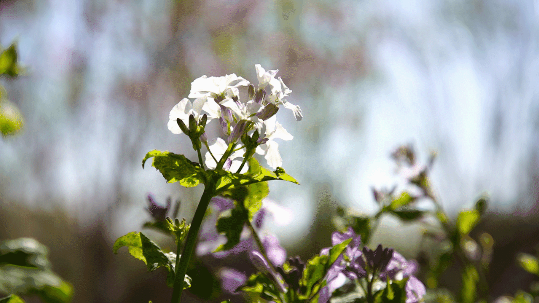 疏整促剪影丨变化天天见:水清岸明 鸟儿组团出道 疏整促剪影丨变化天天见:水清岸明 鸟儿组团出道