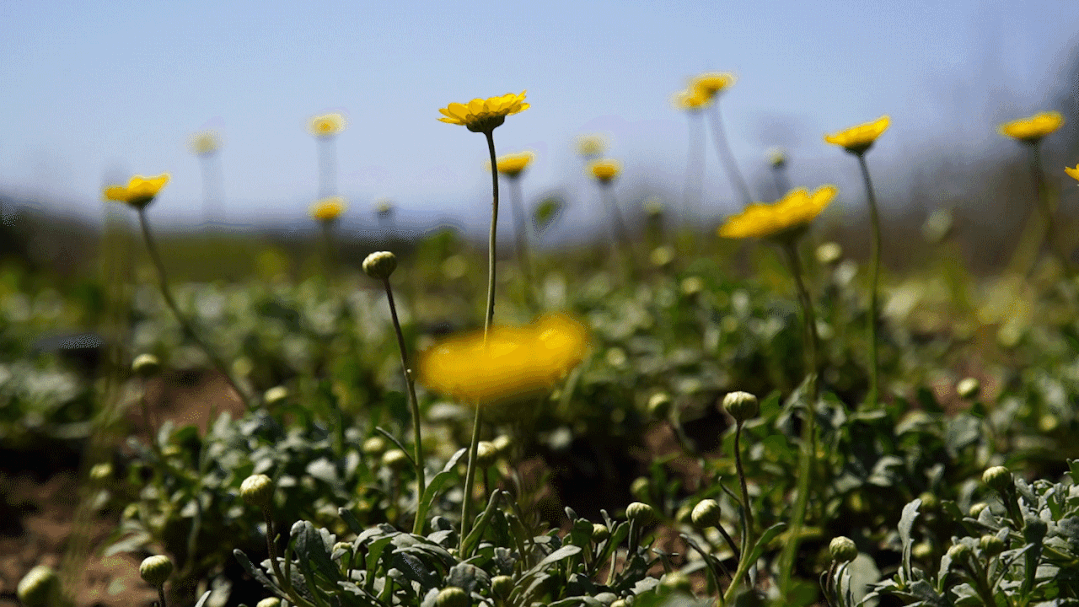 疏整促剪影丨变化天天见:水清岸明 鸟儿组团出道 疏整促剪影丨变化天天见:水清岸明 鸟儿组团出道