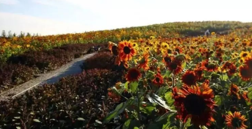 疏整促剪影丨变化天天见:水清岸明 鸟儿组团出道 疏整促剪影丨变化天天见:水清岸明 鸟儿组团出道