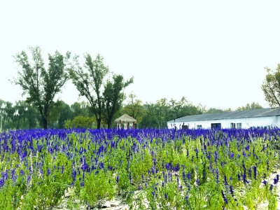 圆明园外的二河开21号院,在违建拆除后建成了一片临时绿地。虽是临时绿化,但产权方进行了精心的景观设计。(王海燕摄).jpg 圆明园外的二河开21号院,在违建拆除后建成了一片临时绿地。虽是临时绿化,但产权方进行了精心的景观设计。(王海燕摄).jpg