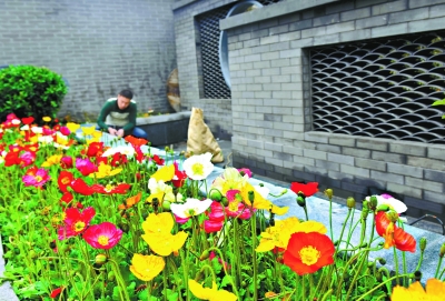 东城建国门街道西总布胡同利用腾退地块,建起了小微绿地。(和冠欣摄).jpg 东城建国门街道西总布胡同利用腾退地块,建起了小微绿地。(和冠欣摄).jpg