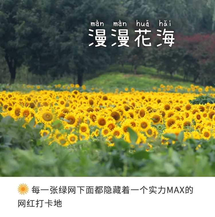 漫漫花海