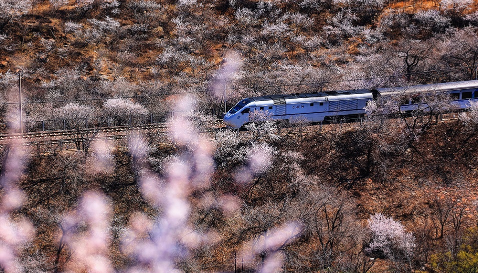 一路风景伴花香