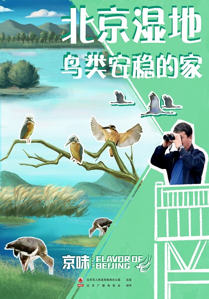 京味：北京湿地 鸟类安稳的家