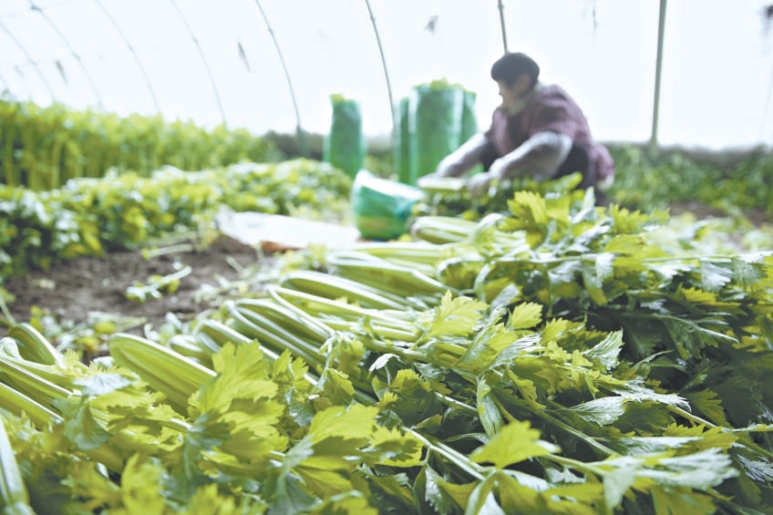 1月20日，在河南省商丘市睢县周堂镇齐庄村蔬菜种植基地内，菜农忙着采收、装运。