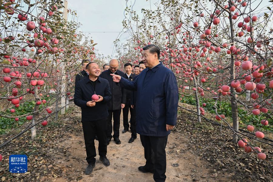 10月26日至28日，中共中央总书记、国家主席、中央军委主席习近平在陕西省延安市、河南省安阳市考察。这是26日下午，习近平在延安市安塞区高桥镇南沟村苹果园同老乡们亲切交流。
