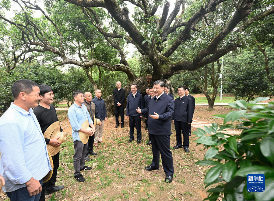 4月10日至13日，中共中央总书记、国家主席、中央军委主席习近平在广东考察。这是11日下午，习近平在茂名高州市根子镇柏桥村荔枝种植园，同现场技术人员亲切交流。